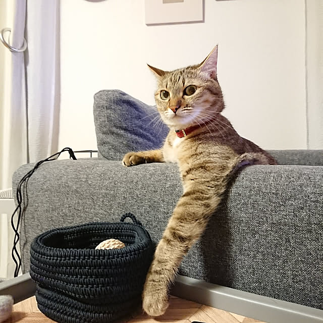 maikyさんの実例写真