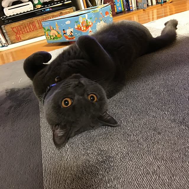 Shojiさんの実例写真