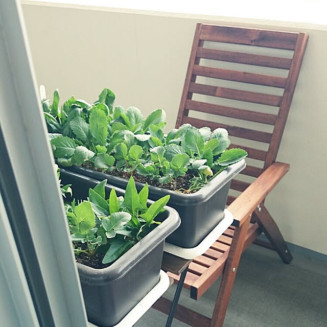 玄関/入り口/植物のインテリア実例 - 2015-04-01 12:06:11