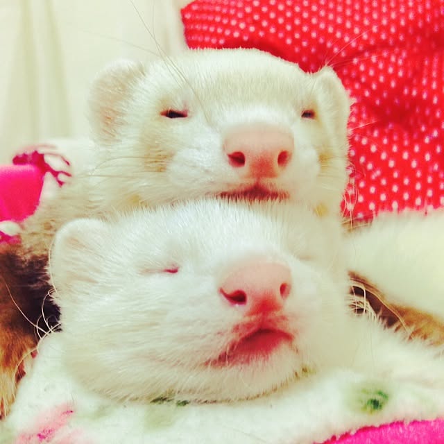 simaさんの実例写真