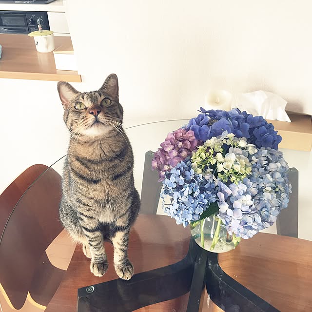 qo_op4649さんの実例写真