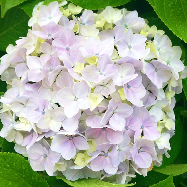HappyRoseさんの実例写真