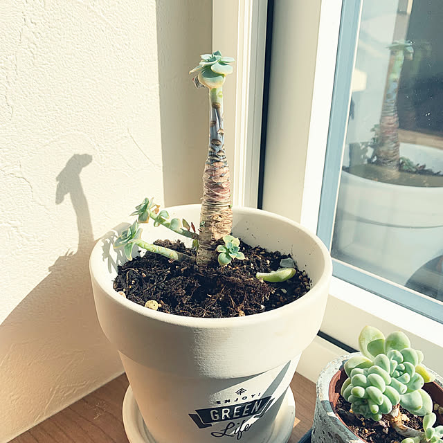 ikt.tamaさんの実例写真