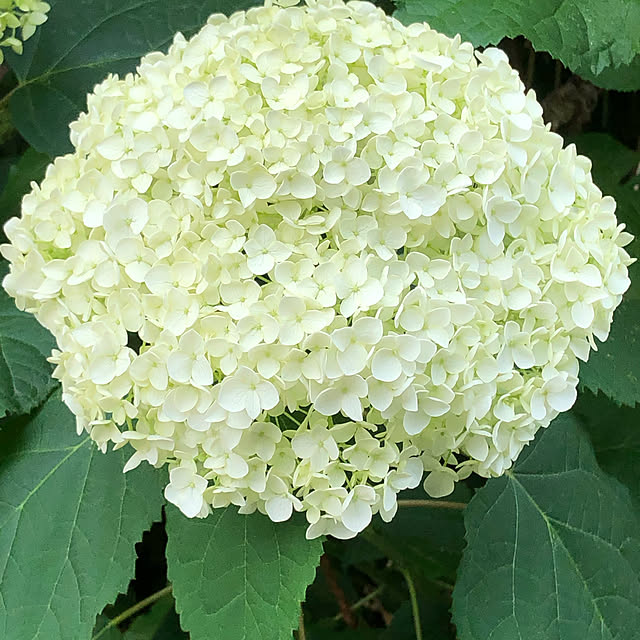 myumyu28さんの実例写真