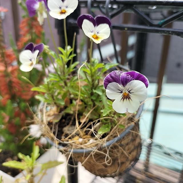 aoiroさんの部屋