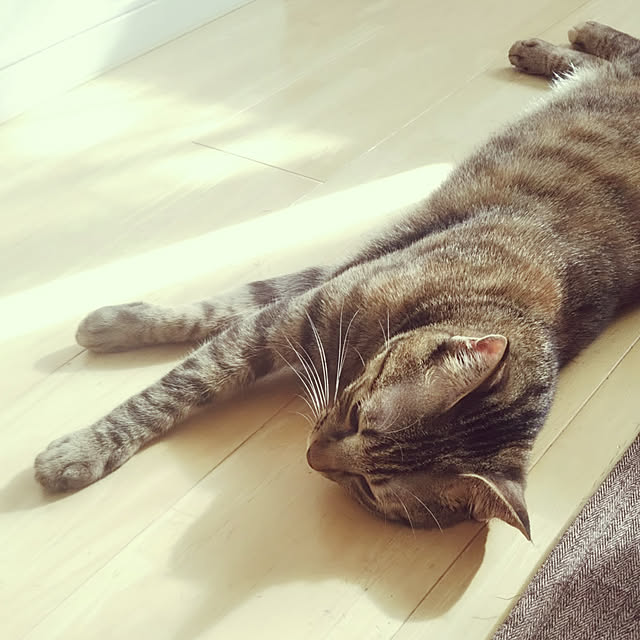 Toiroさんの実例写真