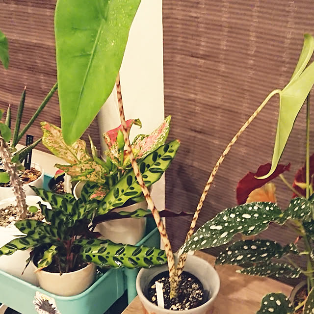 ot-gardenさんの実例写真