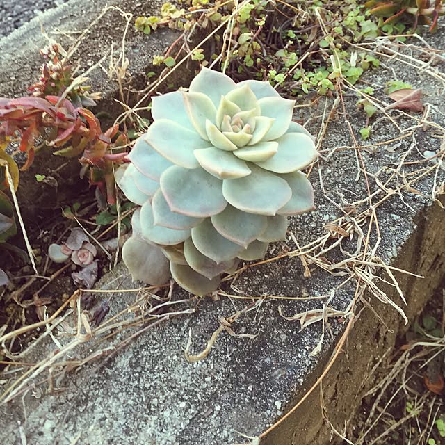 玄関/入り口/多肉植物のインテリア実例 - 2016-01-26 07:33:18