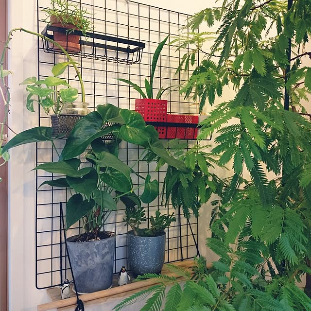 urchinさんの部屋