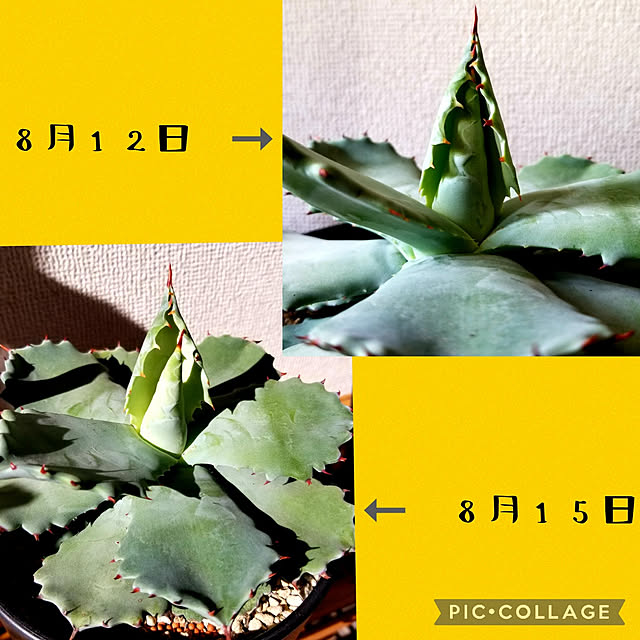momozouさんの実例写真