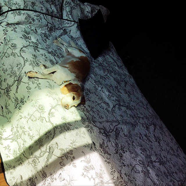 chouchouさんの実例写真