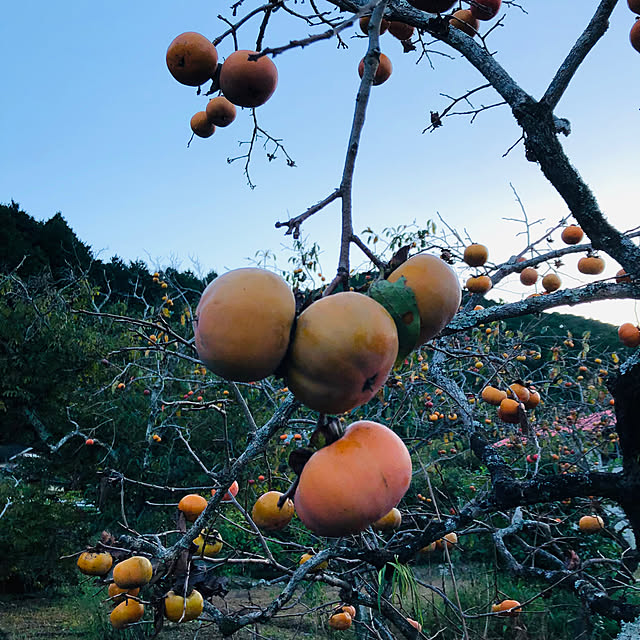 mama-mammothさんの実例写真