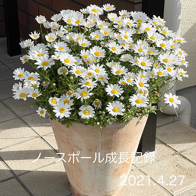 chikaさんの実例写真