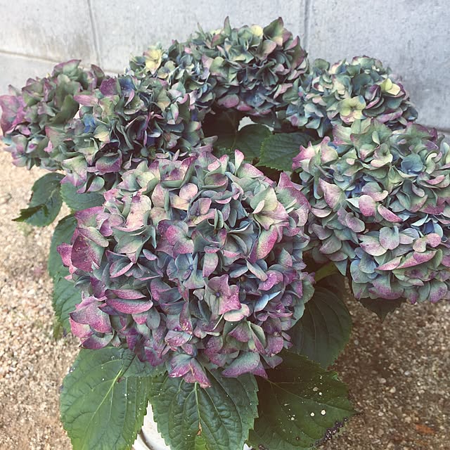 sorasoraさんの実例写真