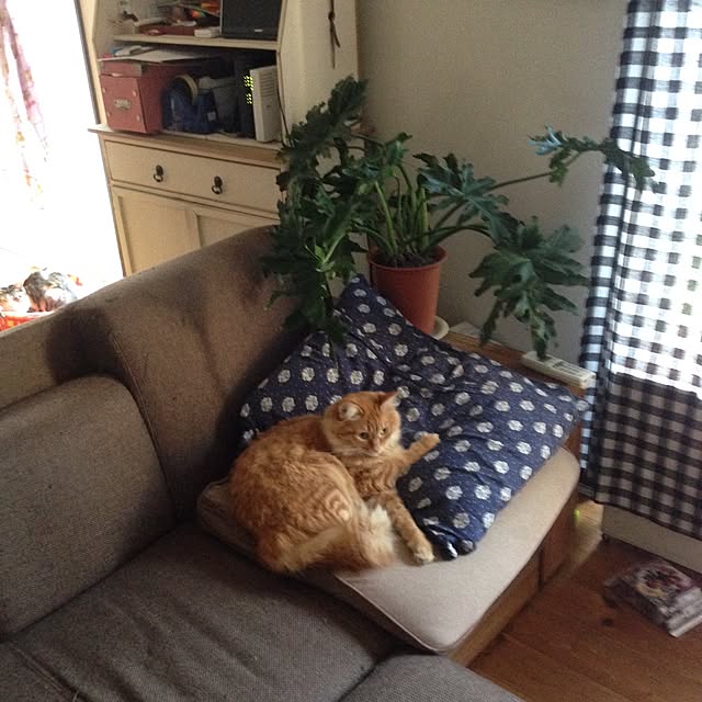 minetamaさんの実例写真