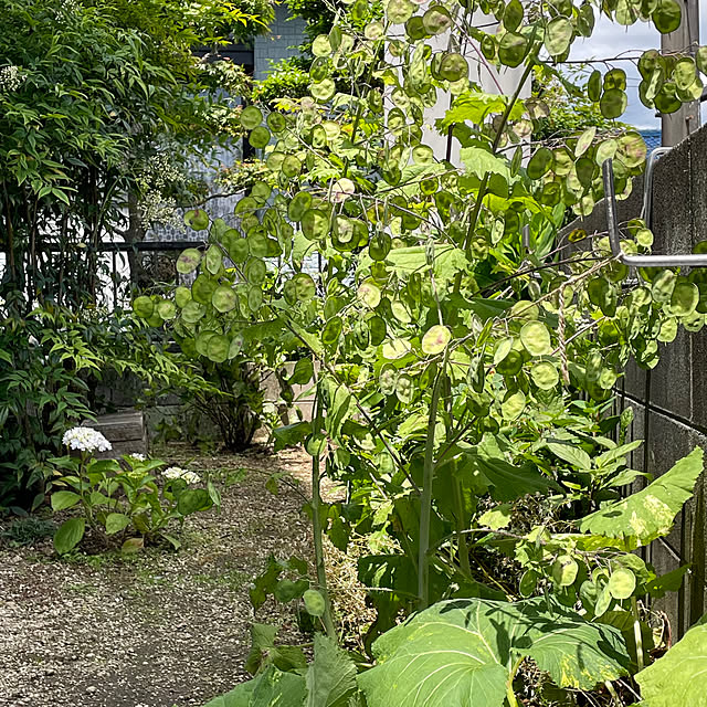 nobikoさんの部屋