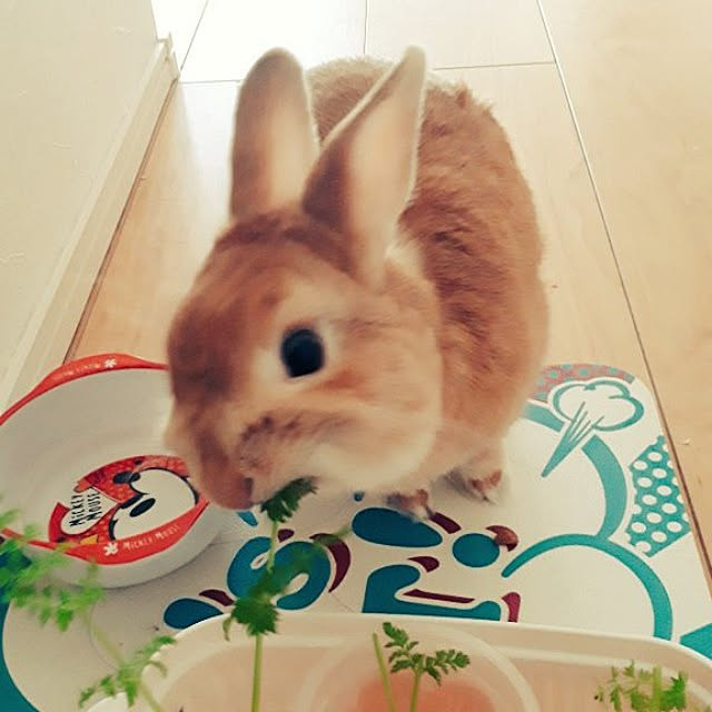 aiさんの実例写真