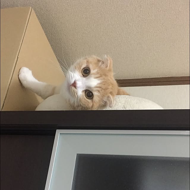 mochiさんの実例写真