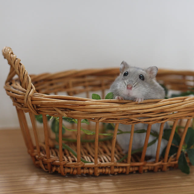 comiriさんの実例写真
