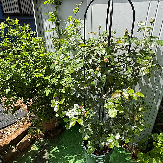 nannoさんの部屋