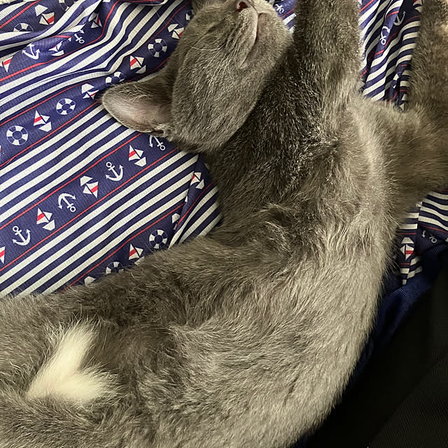 nekoさんの実例写真