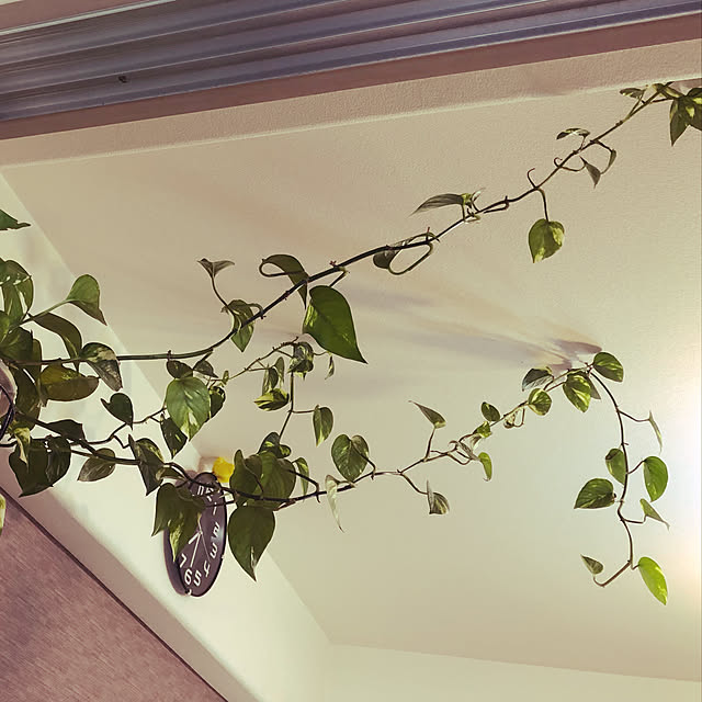 plants.fjkさんの実例写真