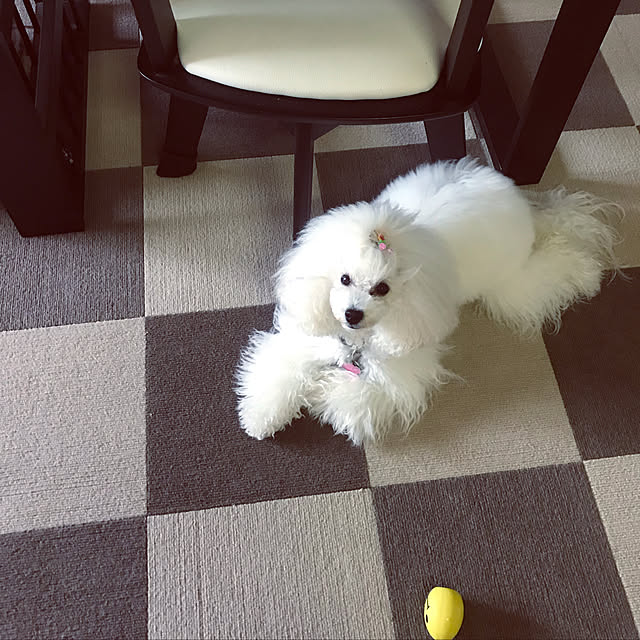 kiraraさんの実例写真