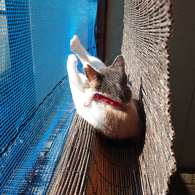 fukuさんの実例写真