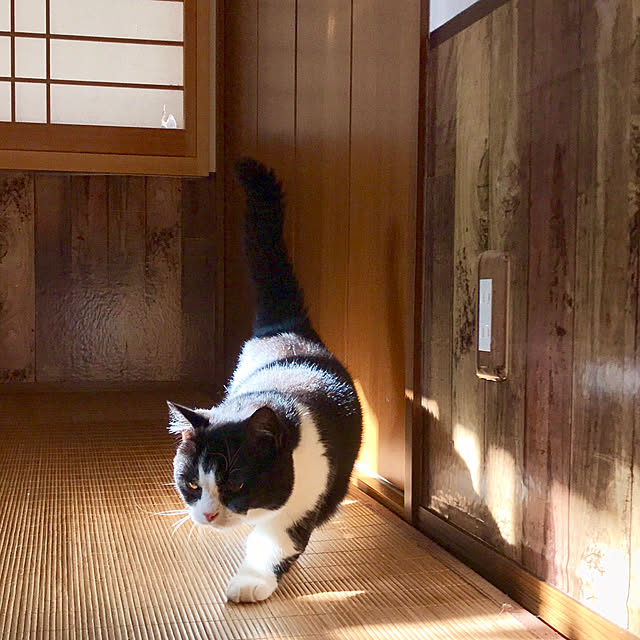 butachanさんの実例写真