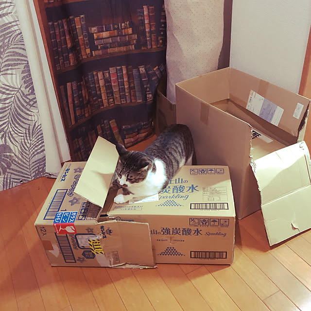 jijiさんの実例写真