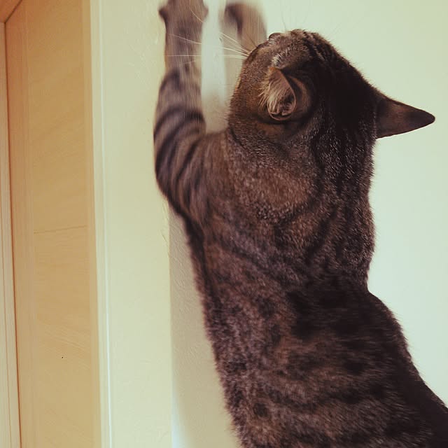Hinataさんの実例写真