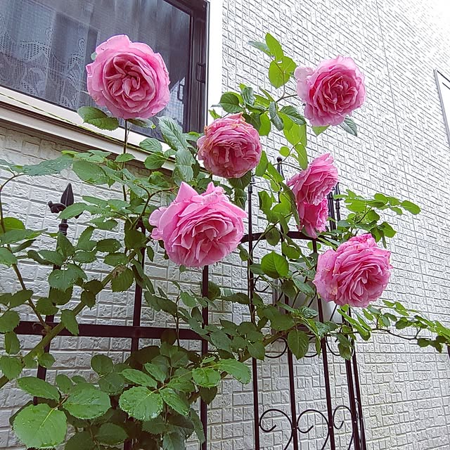 Bienvenueさんの部屋