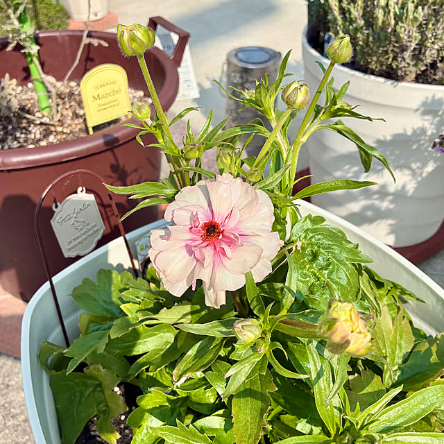 Junさんの実例写真