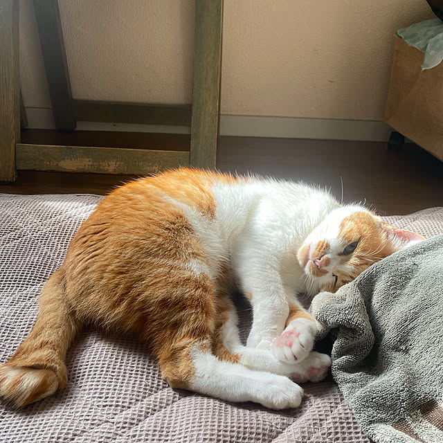 SHIHOさんの実例写真