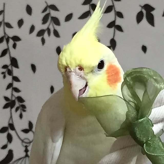 toratanさんの実例写真