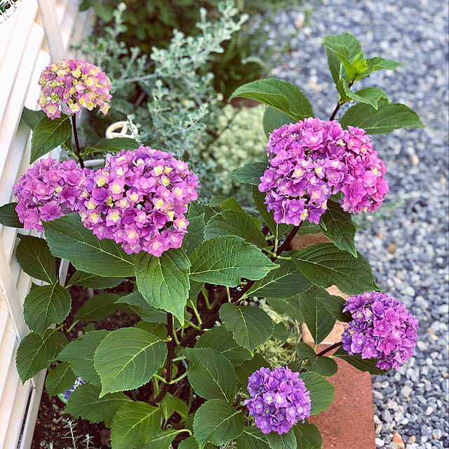 紫陽花/トゥギャザーブラックビューティ/ほんとはお庭/花のある暮らし/手作りの花壇...などのインテリア実例 - 2019-06-30 20:29:03