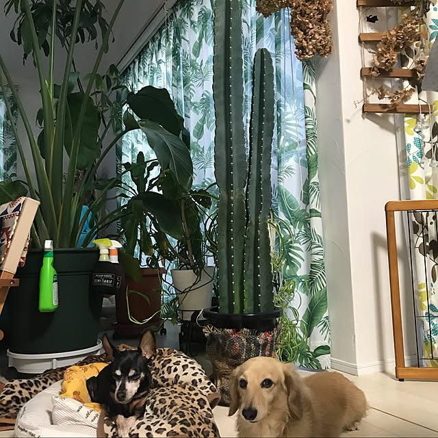 ramuさんの実例写真