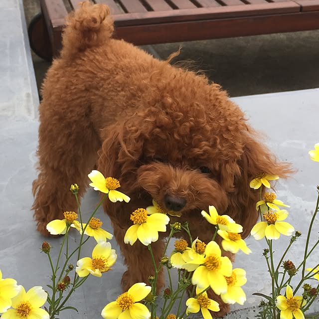 ISM.mumさんの実例写真