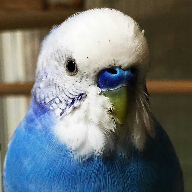 toratanさんの実例写真