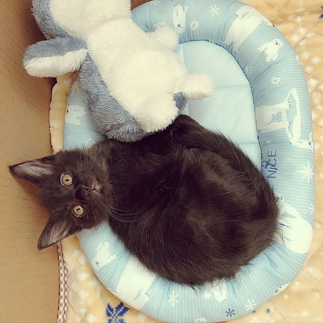 ochappuさんの実例写真