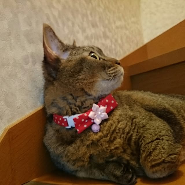 Ryoさんの実例写真