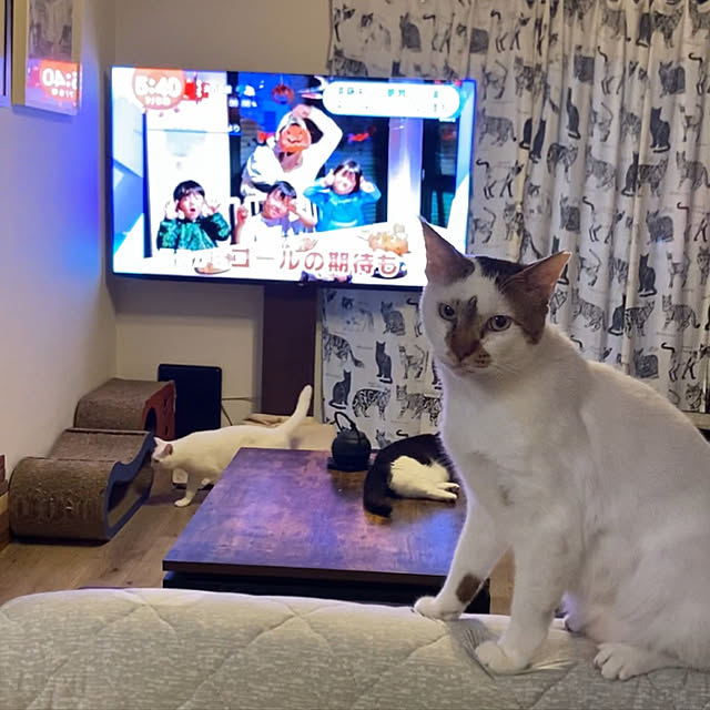 壁寄せテレビスタンド/ねこのいる日常/Room Clipとの出会いに感謝✳︎/インスタ→butachan1222/動画はインスタにて...などのインテリア実例 - 2022-07-05 05:43:20