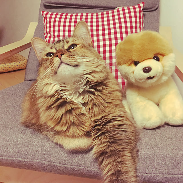 tokoさんの実例写真