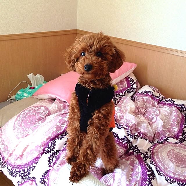 haruさんの実例写真