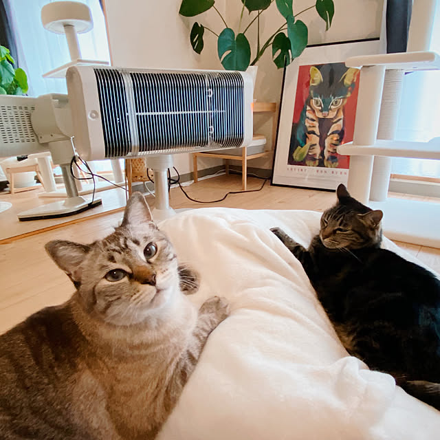 ineko_kさんの実例写真