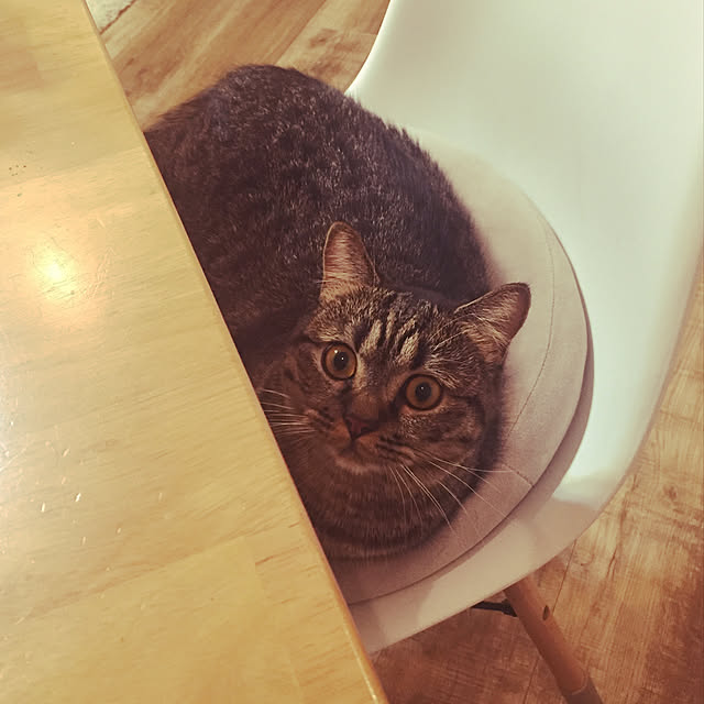 nocomomさんの実例写真