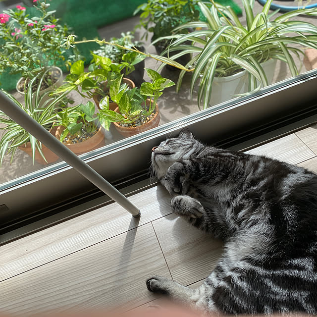 tomopiさんの実例写真