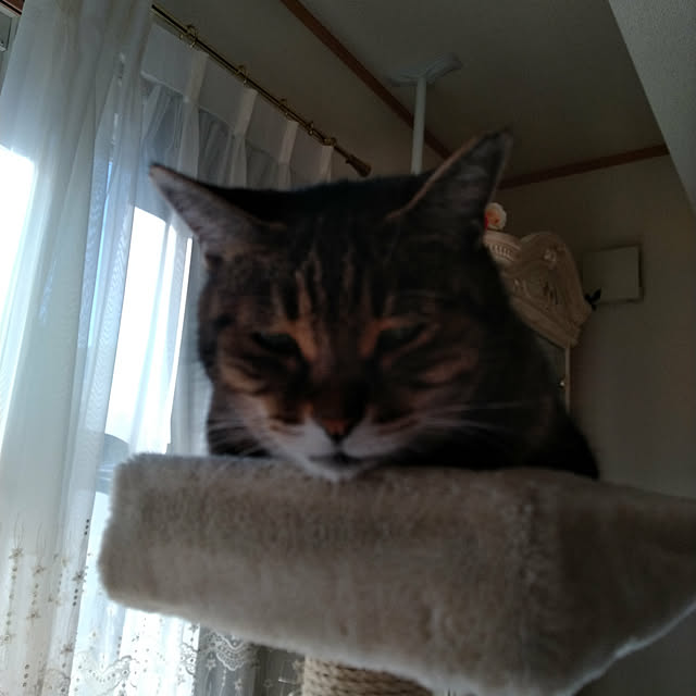 lilyさんの実例写真