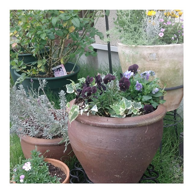 玄関/入り口/寄せ植え大好き♡/陶器植木鉢のインテリア実例 - 2021-11-22 23:20:50