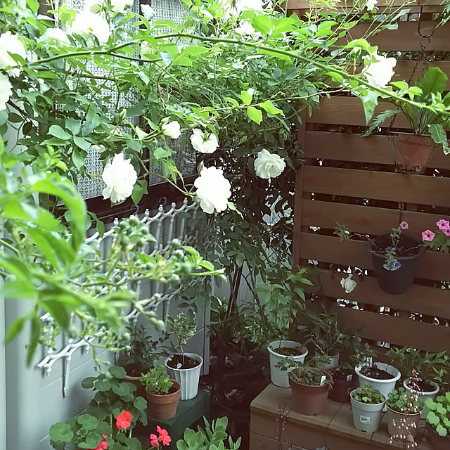 chiikokunさんの実例写真